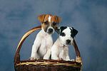 Parson Russell Terrier