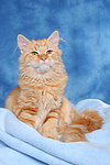 Sibirische Katze / siberian cat