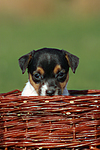 Jack Russell Terrier Welpe / jack russell terrier puppy