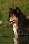 badender Langhaarcollie / bathing longhaired collie