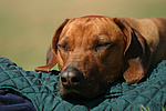 Rhodesian Ridgeback