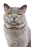 Britisch Kurzhaar / british shorthair