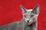 Russisch Blau / russian blue