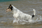 Parson Russell Terrier