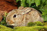 junges Zwergkaninchen / young dwarf rabbit