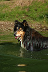 badender Langhaarcollie / bathing longhaired collie