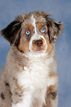 Miniature Australian Shepherd Welpe / miniature australian shepherd puppy