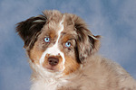 Miniature Australian Shepherd Welpe / miniature australian shepherd puppy