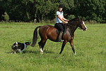 Frau mit Deutschem Reitpony auf einem Ausritt begleitet von Border Collie / woman rides pony accompanied by a border collie