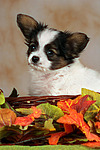 Papillon Welpe / papillon puppy