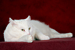 liegender weißer BKH-Mix / lying white domestic cat