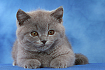 Britisch Kurzhaar Kätzchen / british shorthair kitten