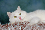 liegender weißer BKH-Mix / lying white domestic cat