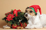 Parson Russell Terrier zu Weihnachten / PRT at christmas