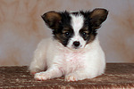 liegender Papillon Welpe / lying papillon puppy