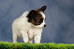 stehender Papillon Welpe / standing papillon puppy