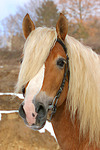 Haflinger Portrait / haflinger horse portrait