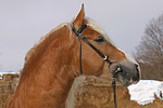 Haflinger Portrait / haflinger horse portrait