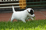 Parson Russell Terrier Welpe / parson russell terrier puppy