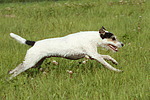 Parson Russell Terrier