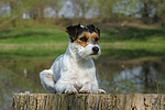 Parson Russell Terrier