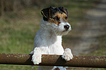 Parson Russell Terrier