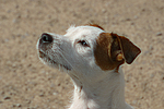 Parson Russell Terrier