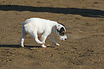 Parson Russell Terrier Welpe / parson russell terrier puppy