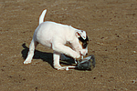 Parson Russell Terrier Welpe / parson russell terrier puppy