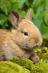 junges Zwergkaninchen / young dwarf rabbit