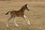 Deutsches Reitpony / pony