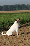 Parson Russell Terrier