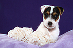 Parson Russell Terrier Welpe / parson russell terrier puppy