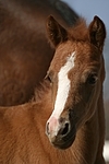 Deutsches Reitpony / pony