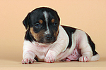 Jack Russell Terrier Welpe / jack russell terrier puppy