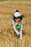 Parson Russell Terrier