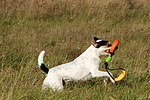 Parson Russell Terrier