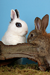 Zwergkaninchen / dwarf rabbits