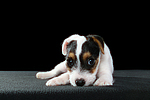 Parson Russell Terrier Welpe / parson russell terrier puppy