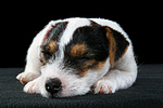 Parson Russell Terrier Welpe / parson russell terrier puppy