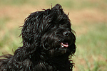 Havaneser / Havanese