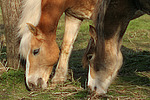 Haflinger und Deutsches Reitpony  / haflinger horse and pony