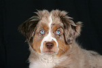 Miniature Australian Shepherd Welpe / miniature australian shepherd puppy