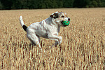 spielender Parson Russell Terrier / playing PRT