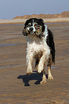 spielender Border Collie / playing Border Collie