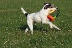 Parson Russell Terrier