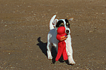 Parson Russell Terrier Welpe / parson russell terrier puppy