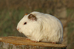 Glatthaarmeerschwein / smooth-haired guninea pig