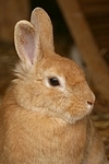 Zwergkaninchen / dwarf rabbit