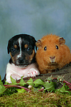 Jack Russell Terrier Welpe und Meerschwein / jack russell terrier puppy and guninea pig